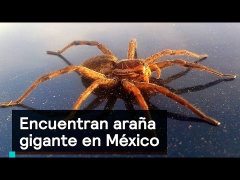 Vídeo: Araña Gigante - Cazador - Vista Alternativa