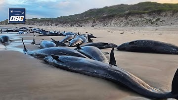 SỐC! Hơn 150 cá voi sát thủ giả mắc cạn trên bãi biển Tasmania - Cảnh tượng đầy đau xót