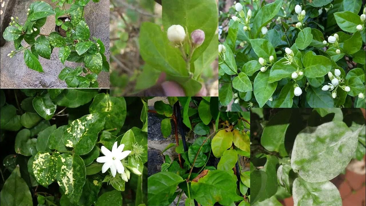 Jasmine Plant Problems How To Treat Common Diseases Of Jasmine YouTube