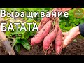 Выращивание Батата в открытом грунте! Сладкий картофель для диабетиков!