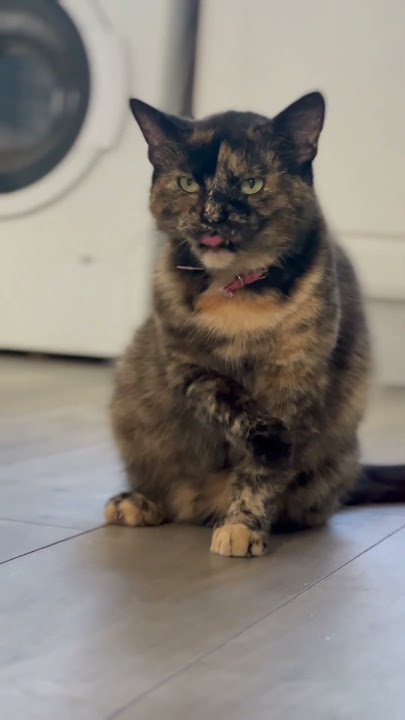 Stunning cat
