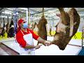 Incredible Million Goat Slaughter Line Goat Farming Technology Cheese Production From Goat Milk Incredible Million Goat Slaughter Line Goat Farming Technology Cheese Production From Goat Milk