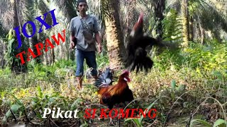 Pikat si komeng berhasil dapet ayam hutan tua