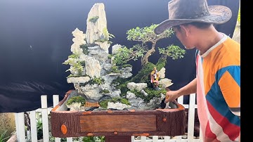 Làm tiểu cảnh hòn non bộ-thầy thích minh tuệ đi bộ hành