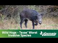 Wild Hogs - Texas' WORST Invasive Species