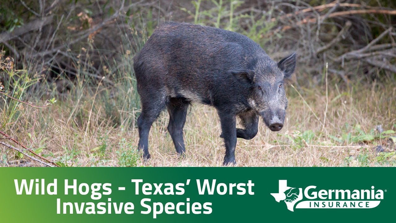 Everything You Need To Know About Texas' Wild Pig Problem