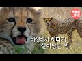 Incredible speed cheetah - Hunters-Wildlife Predators, #02, 치타, 쾌속 질주를 이용하라 #MBClife
