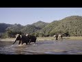 Time To Go Home! Elephant Call Their Friend Come Back While Crossing The River - ElephantNews