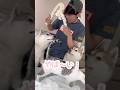 超巨大ガムをもらったハスキー姉妹 #シベリアンハスキー #ハスキー #猫