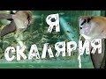 Малек Скалярии (Pterophyllum). Все этапы развития Скалярии. Икра / Личинка / Малек / Взрослая рыба