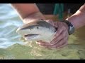 Turks & Caicos Islands: Field Research on Sharks
