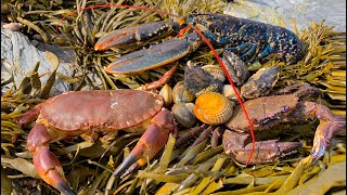 Coastal Foraging  Lobster, Cockles, Clam and Crab Beach Cook Up