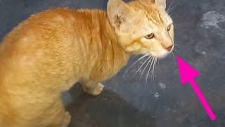 Kucing oyen mengincar lauk di rumah makan by Hewan & peliharaan 35 views 2 months ago 1 minute, 7 seconds