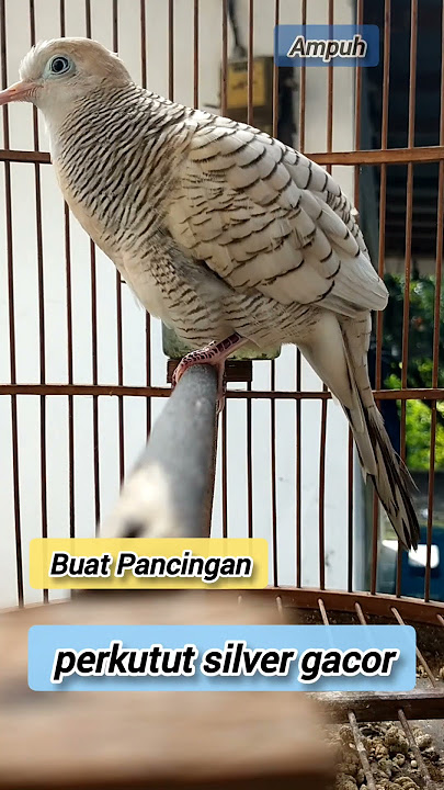 Perkutut silver gacor