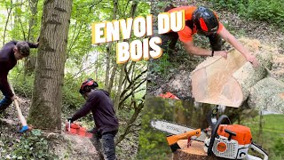 Abattages Bois de chauffage 🪵 Stihl ms362 & Echo 621sx