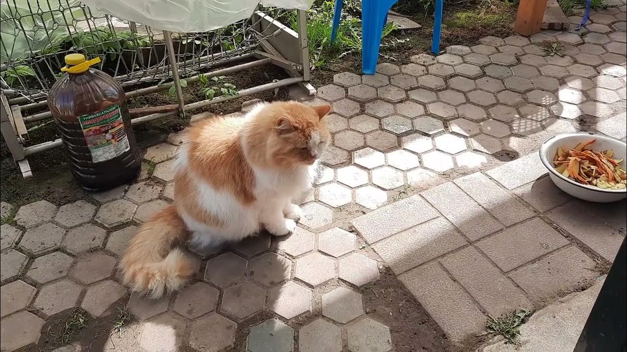 Хрустящий кот видео. Игрушка кот стучит зубами. Довольный кот. Кот ест картошку фри. Хрустящий кот видео.