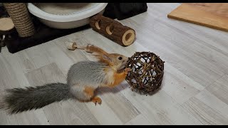 видео: Нашей Молли исполнился 1 годик! 🎉🐿️🎁 Molly the squirrel is 1 year old картинка: Нашей Молли исполнился 1 годик! 🎉🐿️🎁 Molly the squirrel is 1 year old