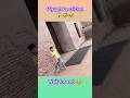 #shorts #trending #comedy #funny #short #lorence #ipl #vlog #lorence