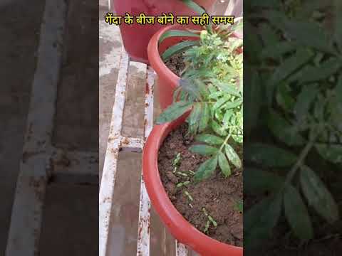 वीडियो: टेक्सास ब्लू बोनट: बगीचे में ब्लू बोनट फूल कैसे उगाएं