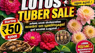 Sports Performance Lotus tuber sale ₹50 starting 💥🥰#fidhoozgarden #kerala
