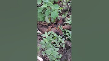 gà rừng đàn lớn.poj qaib qus coj me nyuam zoo tiag tiag