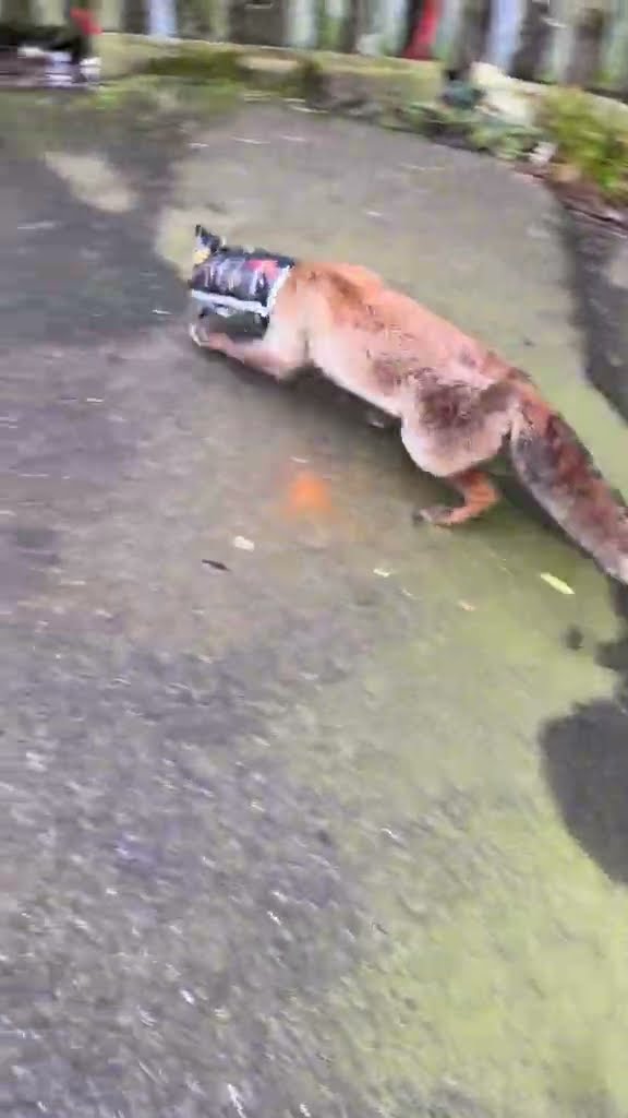 Helping a Fox With Its Head Stuck in a Bag of Chips || ViralHog
