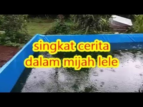 cara-ternak-memijah-mengawinkan-lele-agar-berhasil-hingga-21-hari
