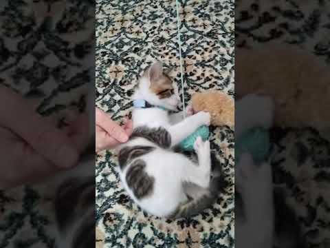 Yavru kedi miyav