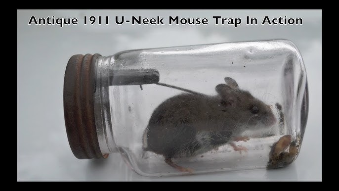 Advertised As The World's Best Automatic Mouse Trap Ketch-All Mouse Trap  In Action 