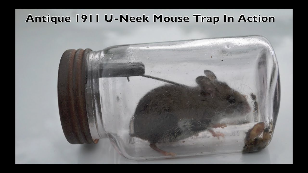 1,179 Mouse Trap Stock Video Footage - 4K and HD Video Clips