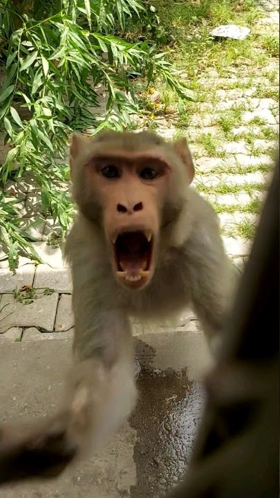 bandar | monkey | monkey video | bandar ka hamla | monkey attack | angry monky | gusse wala bandar