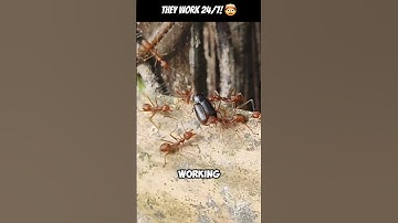 🐜 Ants Never Sleep! #WeirdNature #MindBlowingFacts