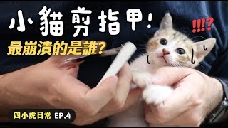 【黃阿瑪的後宮生活】小貓剪指甲最崩潰的是誰四小虎日常EP.4