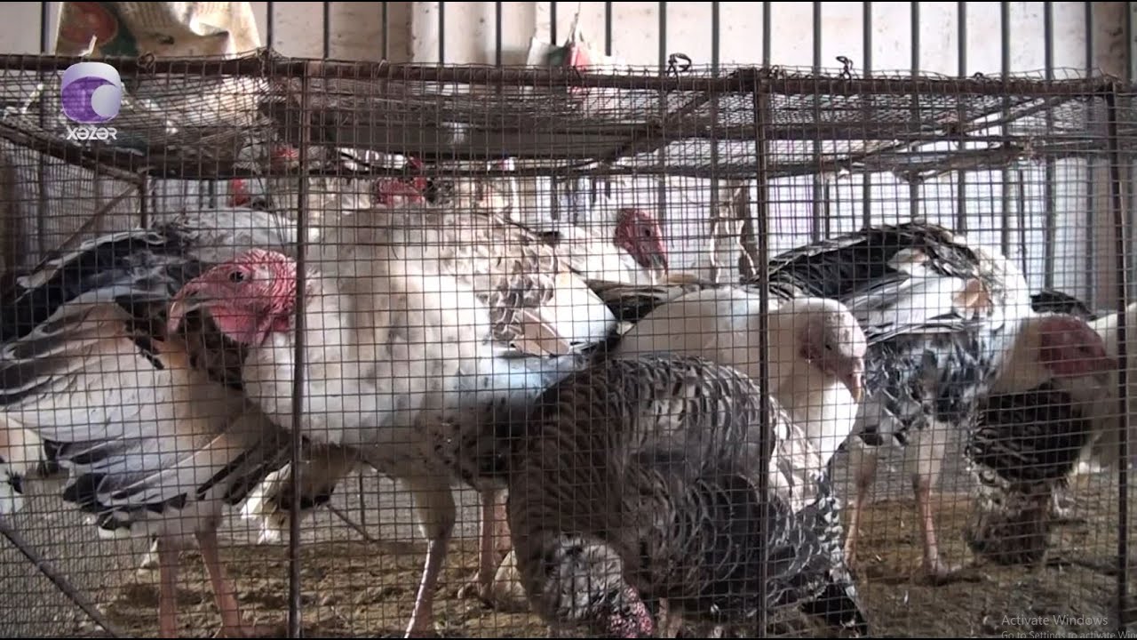 Bazarlarda “hinduşka”nın qiyməti neçəyədir?
