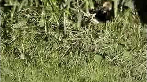 bumble bees mating 2