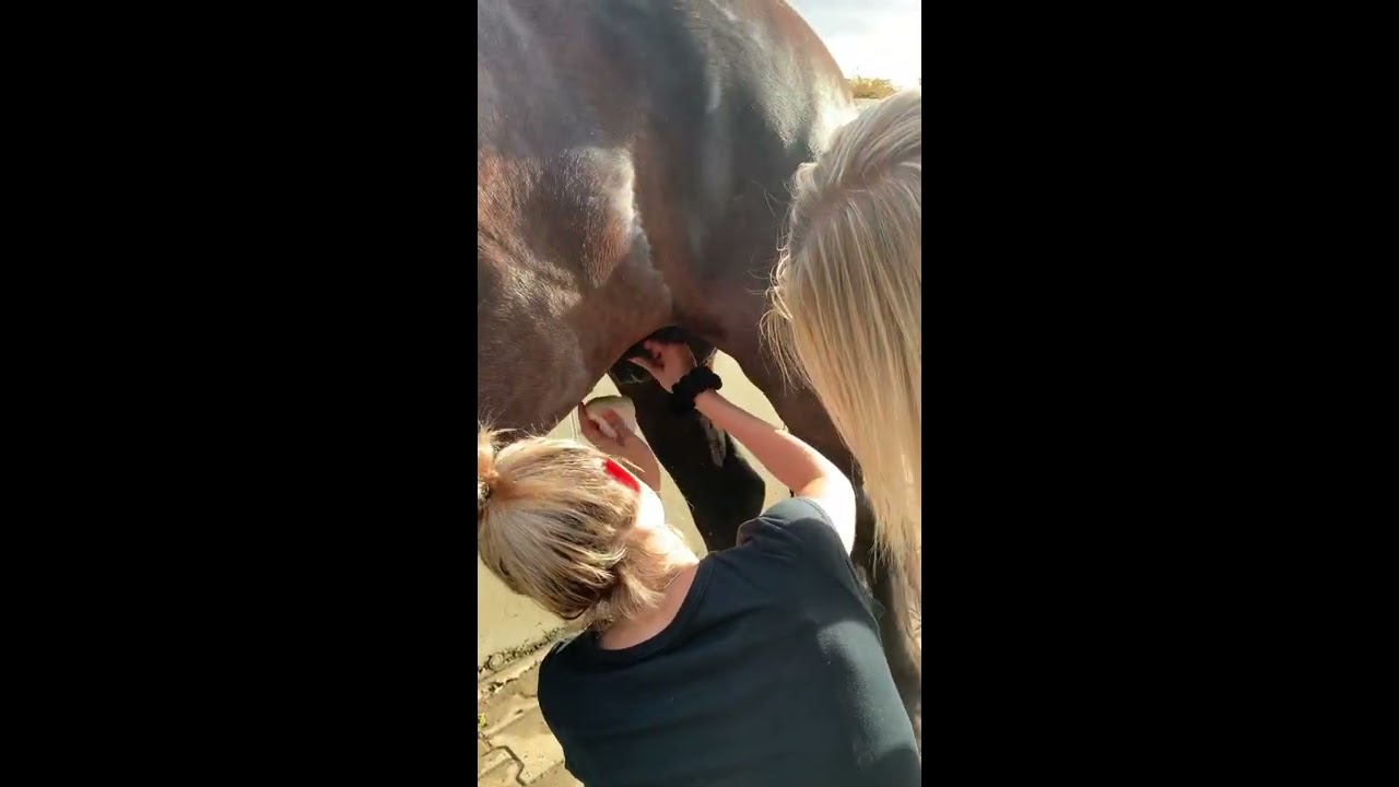 Nettoyage du Fourreau cheval soins