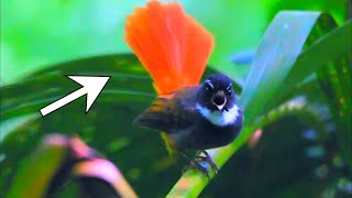 Red-tailed fantail (Rhipidura phoenicura)
