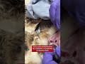 Utah, gufo intrappolato nel cemento: i veterinari lo ripuliscono