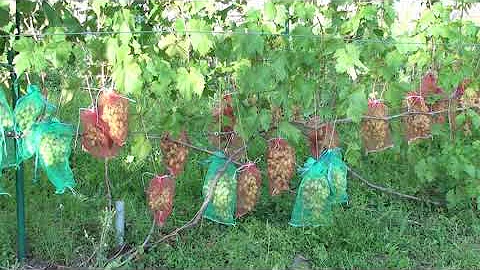 Одеваем мешочки на виноград