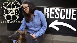 Beignet meet the rescue by Second Chance K9 Service Dogs 197 views 2 years ago 3 minutes