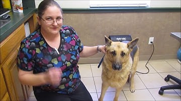 AVMA Video project vtht 1301 Spring 2019