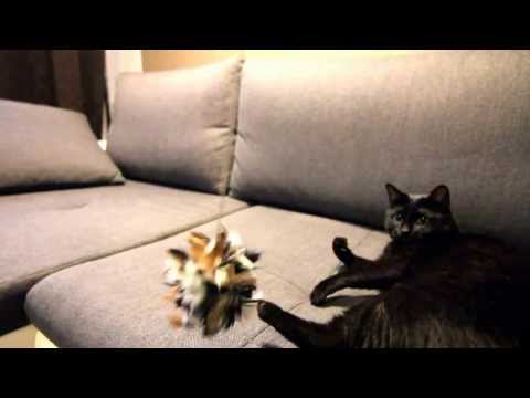 Video: 3 Fantastické Mačkovité šelmy, Ktoré Preslávila Služba YouTube