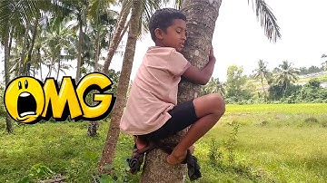 How to Climb a Coconut Tree | Recreational Activity | Shrida