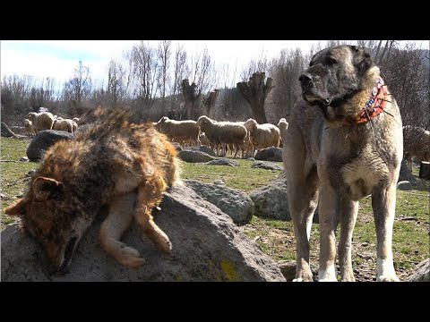 Видео: Wolfdogs: Живот с Вълк хибридни кученца