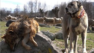 Which Dog Could Kill a Wolf And Protect Your Family And Home?  wolf vs dogs  Pitdog