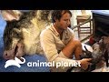 Tem um gambá preso na chaminé! | A Família Irwin | Animal Planet Brasil