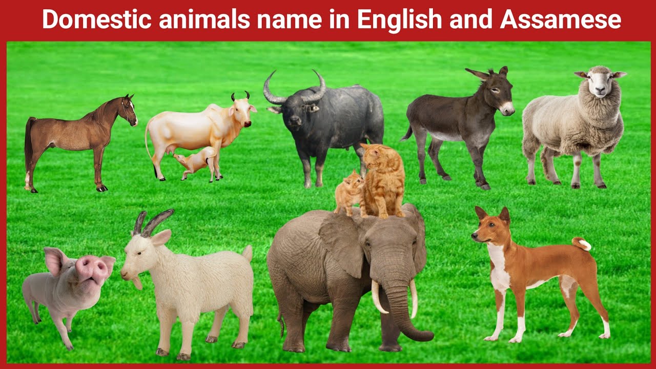Assamese Domestic Animals Animal Name In Assamese Animal Nam YouTube assamese-domestic-animals-animal-name-in-assamese-animal-nam-youtube