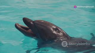 A To Z Animals Names For Kids