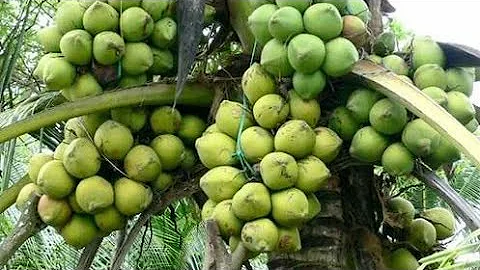 coconut tree 🌴 farm 🚜Amazing New Agriculture Technology / Amazing factory coconut