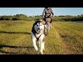 Malamute's 1st Time In Pulling Harness Bikejoring ❤️! Malamute's 1st Time In Pulling Harness Bikejoring ❤️!